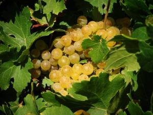 Uva blanco recién vendimiada, Bodegas El Grifo, Lanzarote